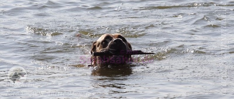 IMG2008-05-20 173 schwimmenderHund