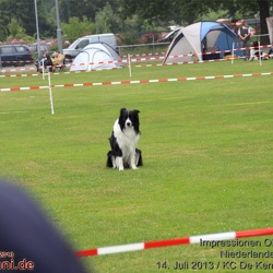 OBEDIENCE EVENTS 2013