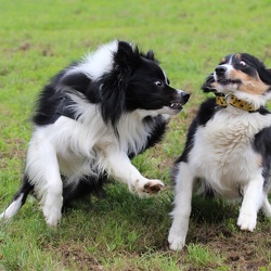 Spiele auf der Hundewiese - 05.08.2016